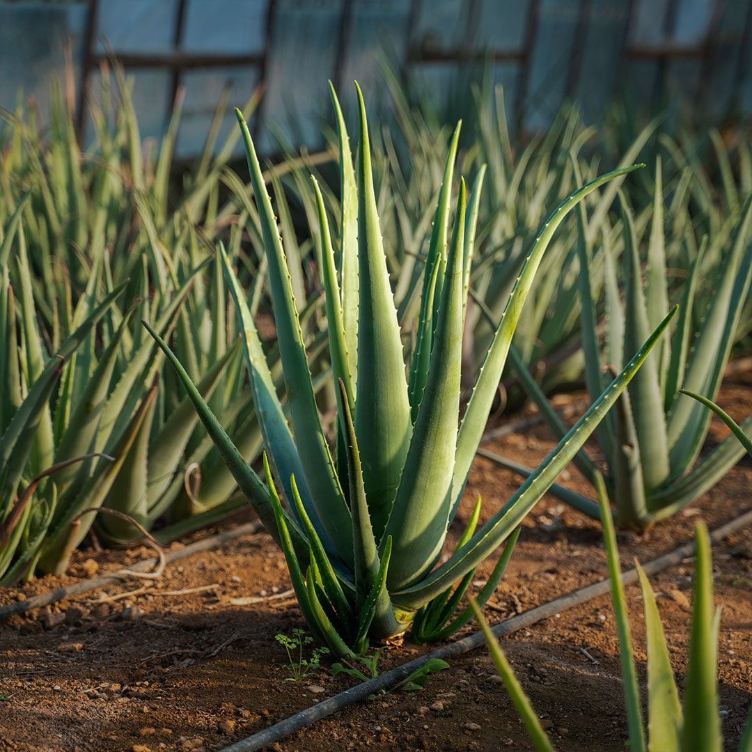 Aloe vera