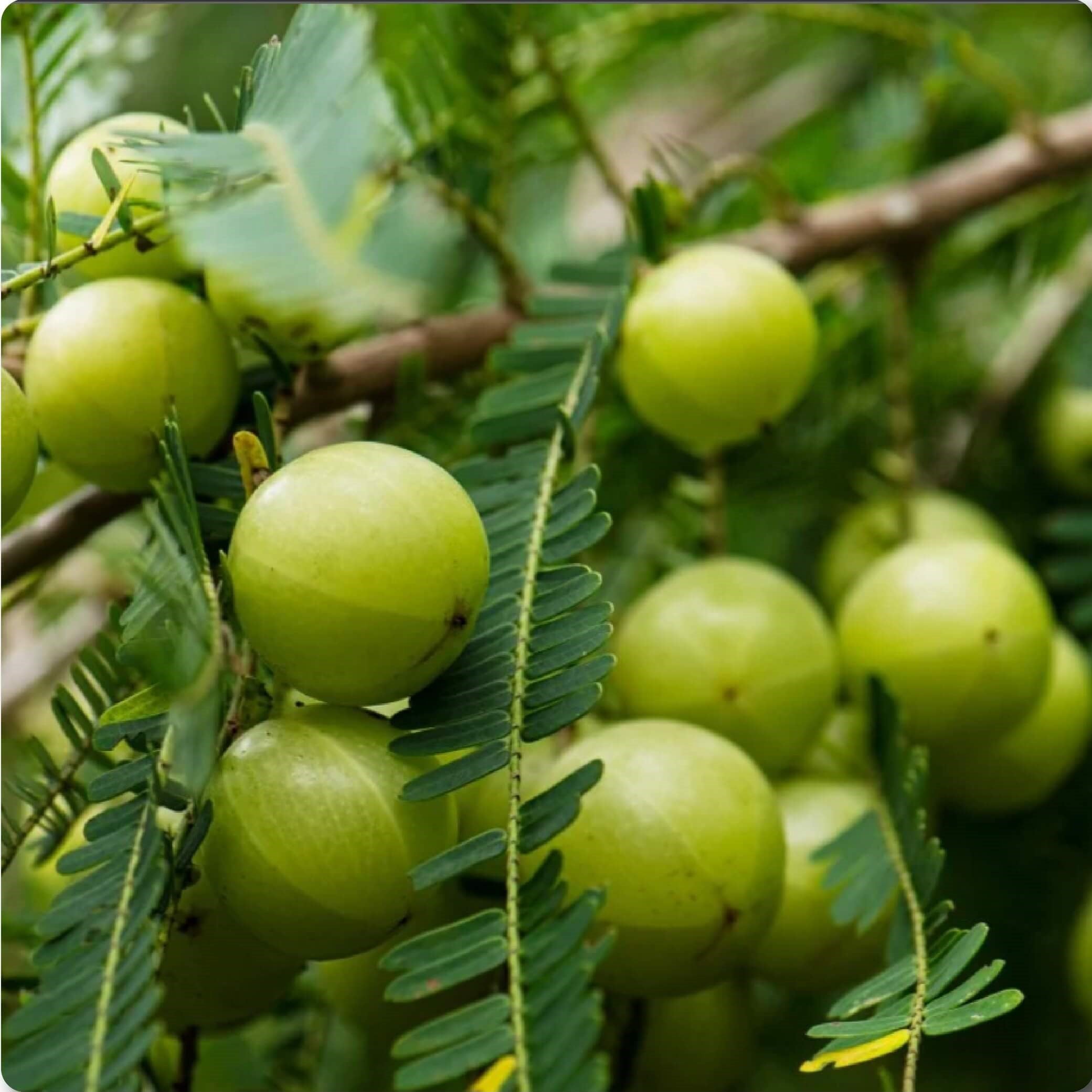 Amla