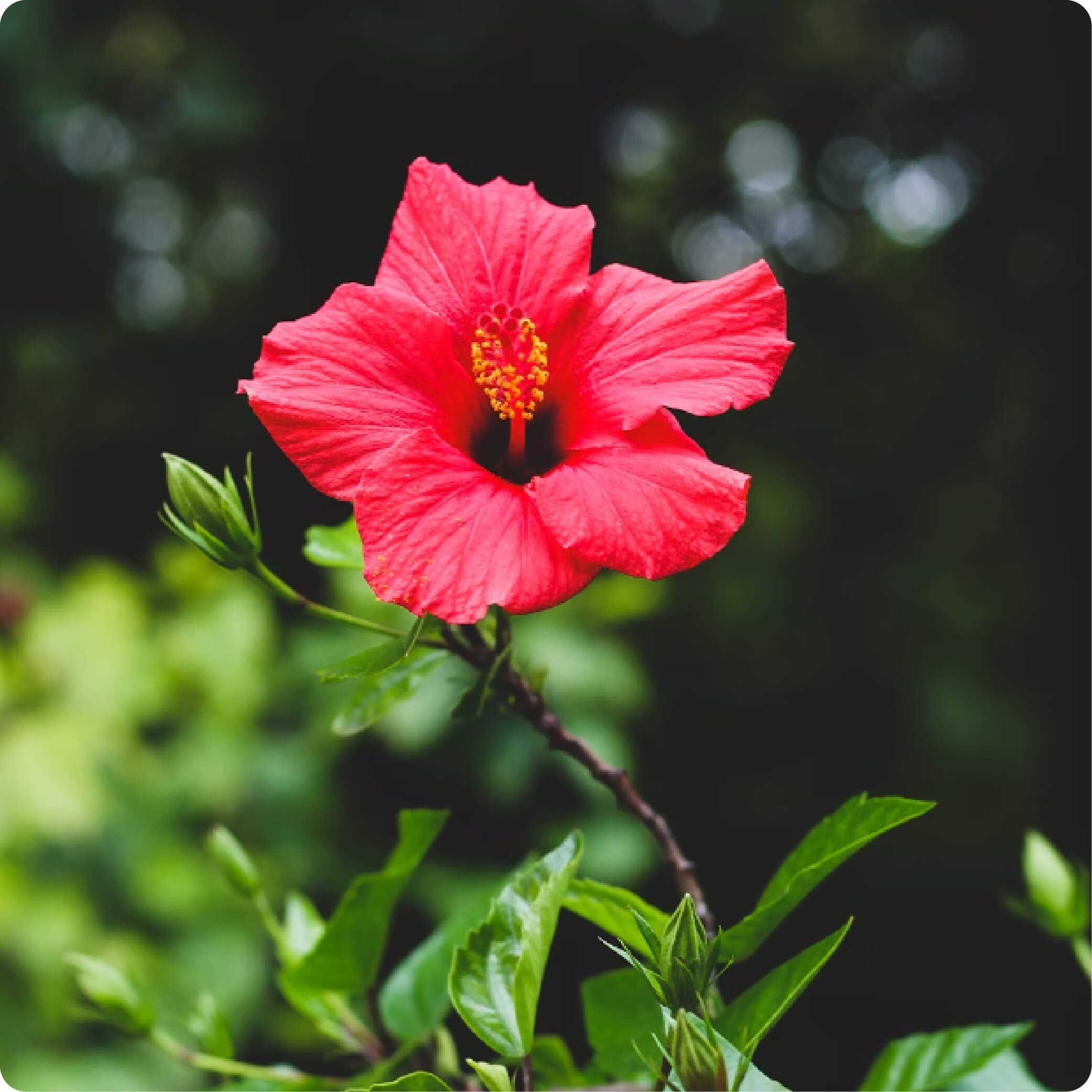 Hibiscus (Gudhal)